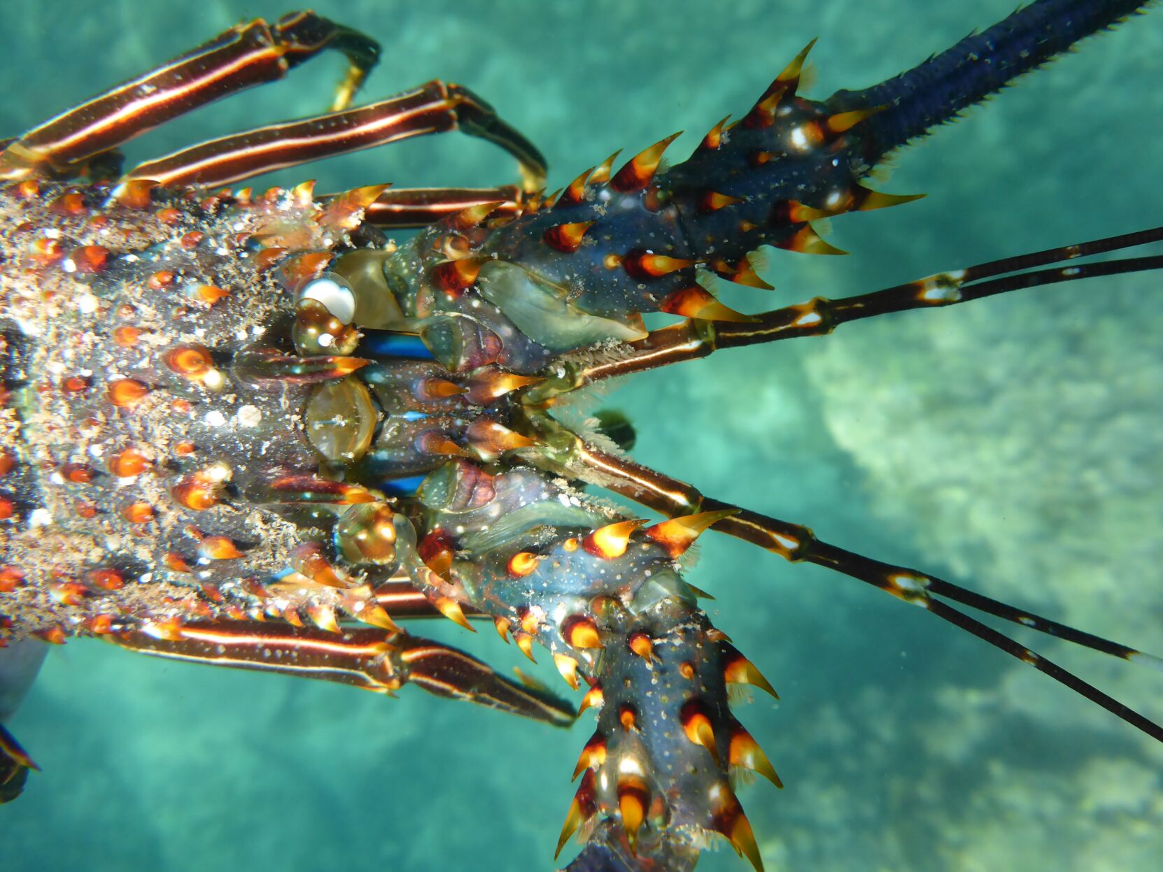 Night diving, Sea of Cortez, San Carlos